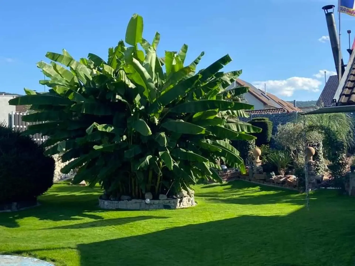 Frank-HI als persönlicher Pflanzencoach hilft bei Fragen zum Winterschutz, Dünger, Pflege, Standort oder steht als Einkaufsberatung einer Musa / Banane zur Seite ausgepflanzte Musa basjoo Banane in einem Garten