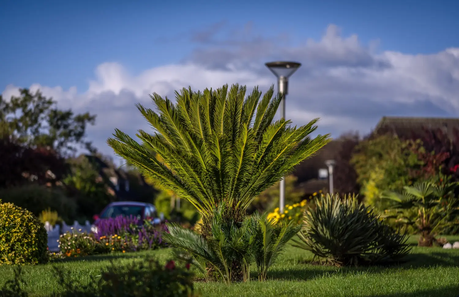 Frank-Hl als persönlicher Pflanzencoach hilft bei Fragen zum Winterschutz, Dünger, Pflege, Standort oder steht als Einkaufsberatung bei eine Cycas Revoluta / Palmfarm zur Seite ausgepflanzter Cycas Revoluta / Palmfarmmit mit Kindel auf einer Wiese und Wolken im Hintergrund