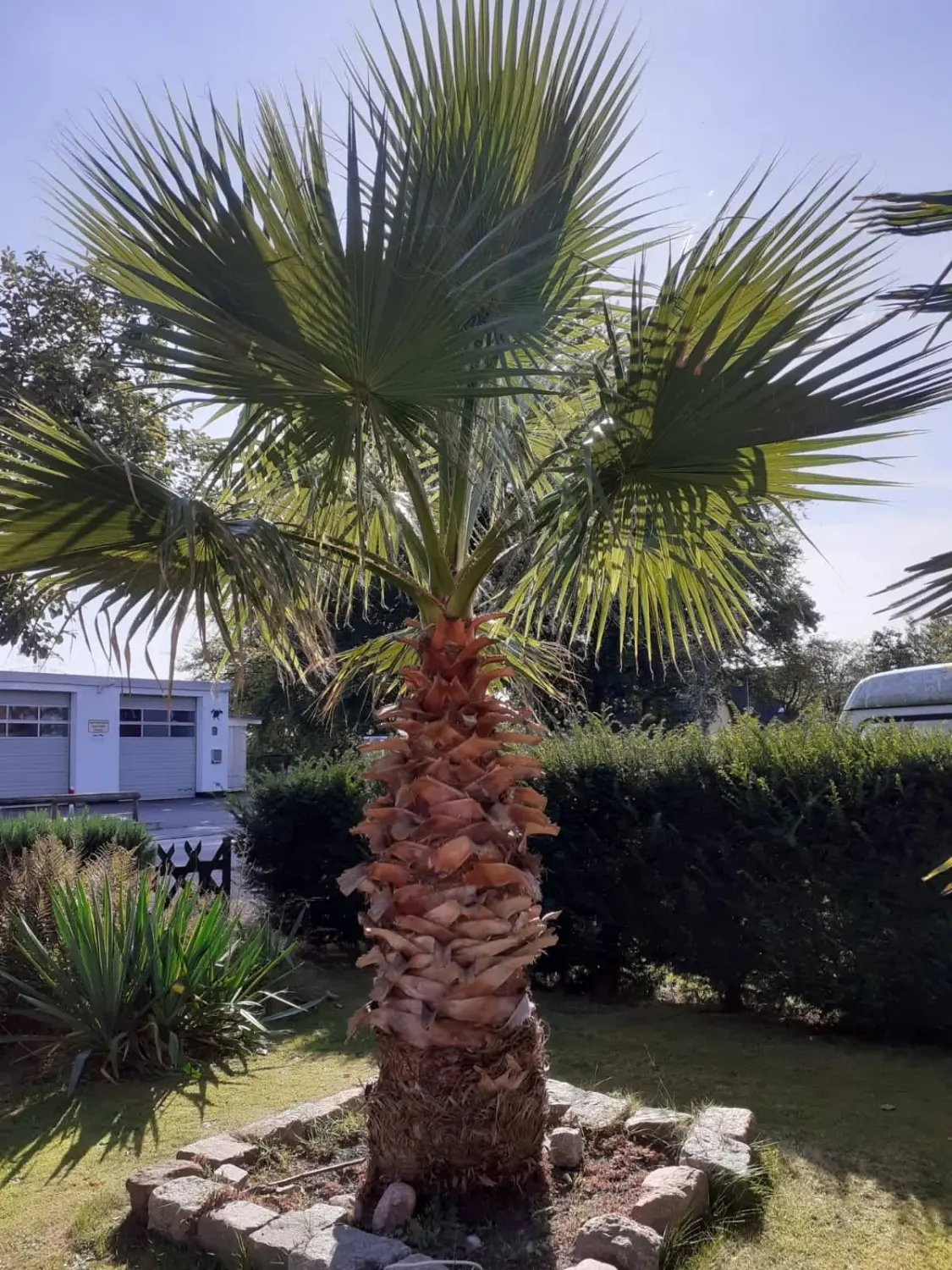 Frank-HI als persönlicher Pflanzencoach hilft bei Fragen zum Winterschutz, Dünger, Pflege, Standort oder steht als Einkaufsberatung bei einer Washingtonia Filfra zur Seite ausgepflanzte Washingtonia Filfra vor einer Hecke