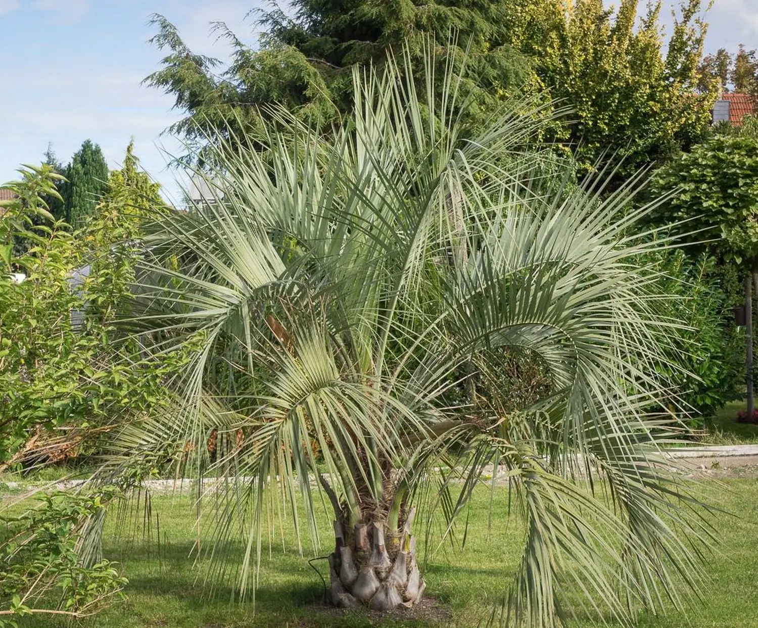Frank-HI als persönlicher Pflanzencoach hilft bei Fragen zum Winterschutz, Dünger, Pflege, Standort oder steht als Einkaufsberatung bei einer Butia oder Geleepalme zur Seite ausgepflanzte Butia oder Geleepalme auf einer Wiese