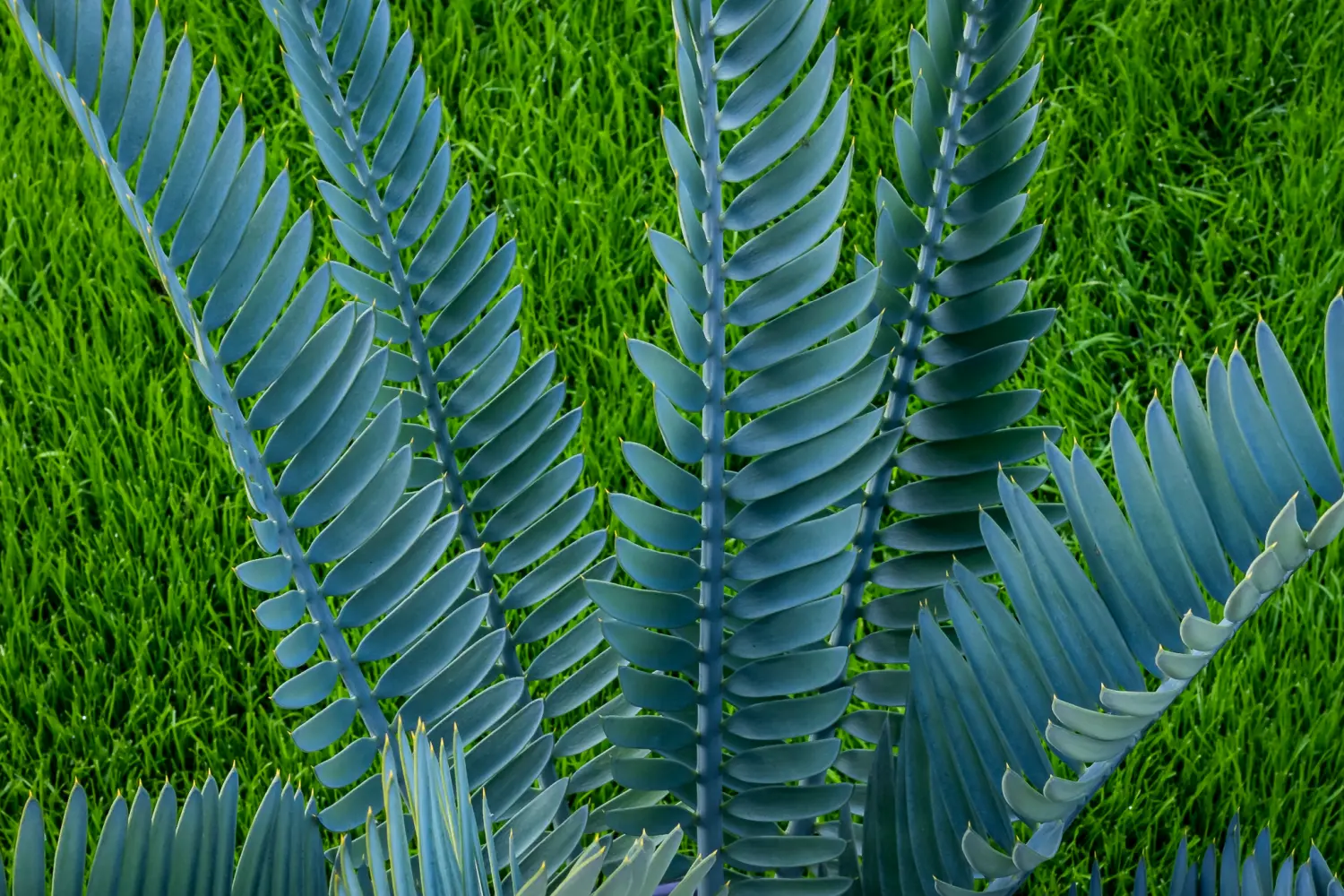 Frank-HI als persönlicher Pflanzencoach hilft bei Fragen zum Winterschutz, Dünger, Pflege, Standort oder steht als Einkaufsberatung eines Encephalartos zur Seite Blätter eines Encephalartos lehmannii in blauer Färbung vor einem grünem Rasen